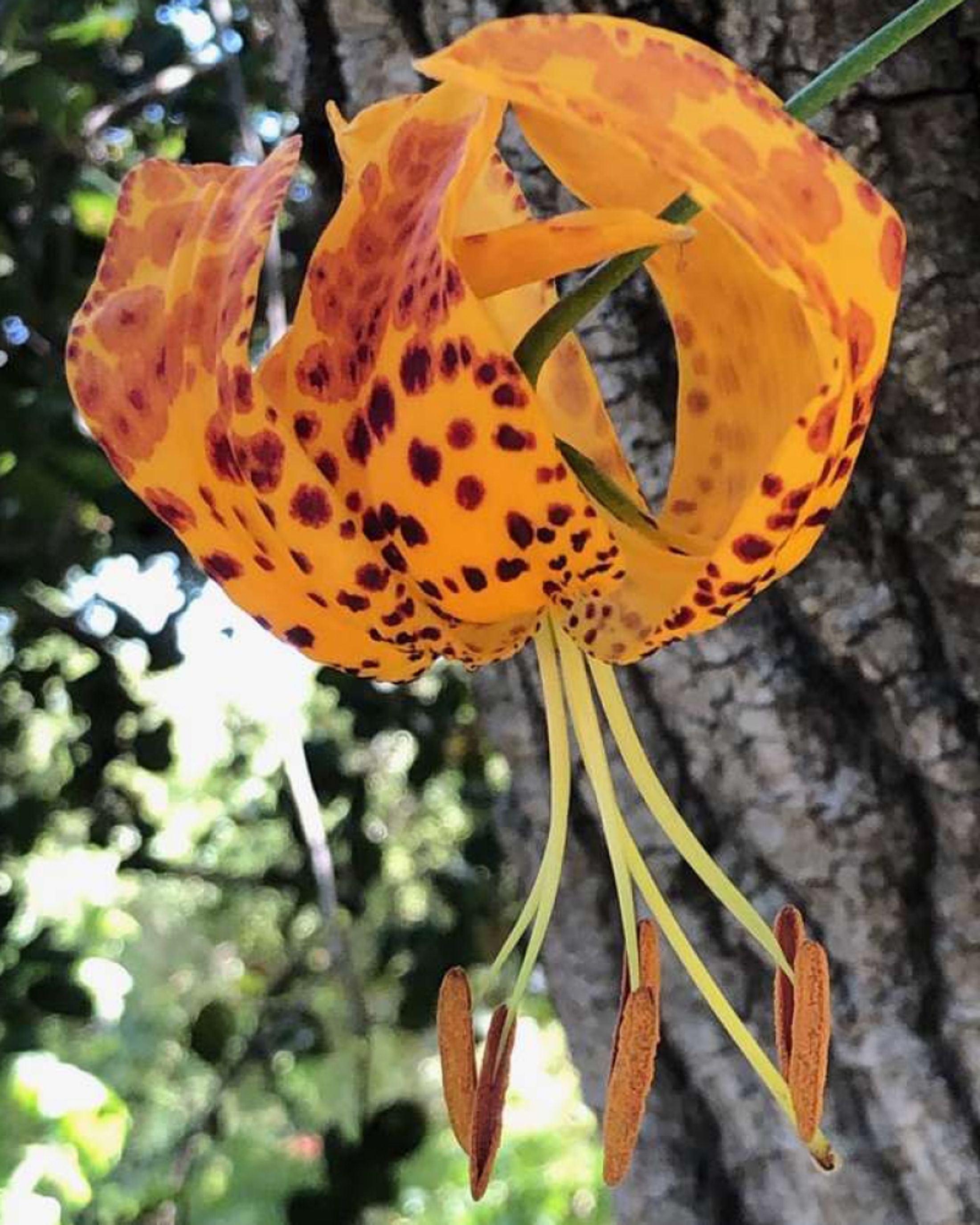 LA Native Plant Source Identity