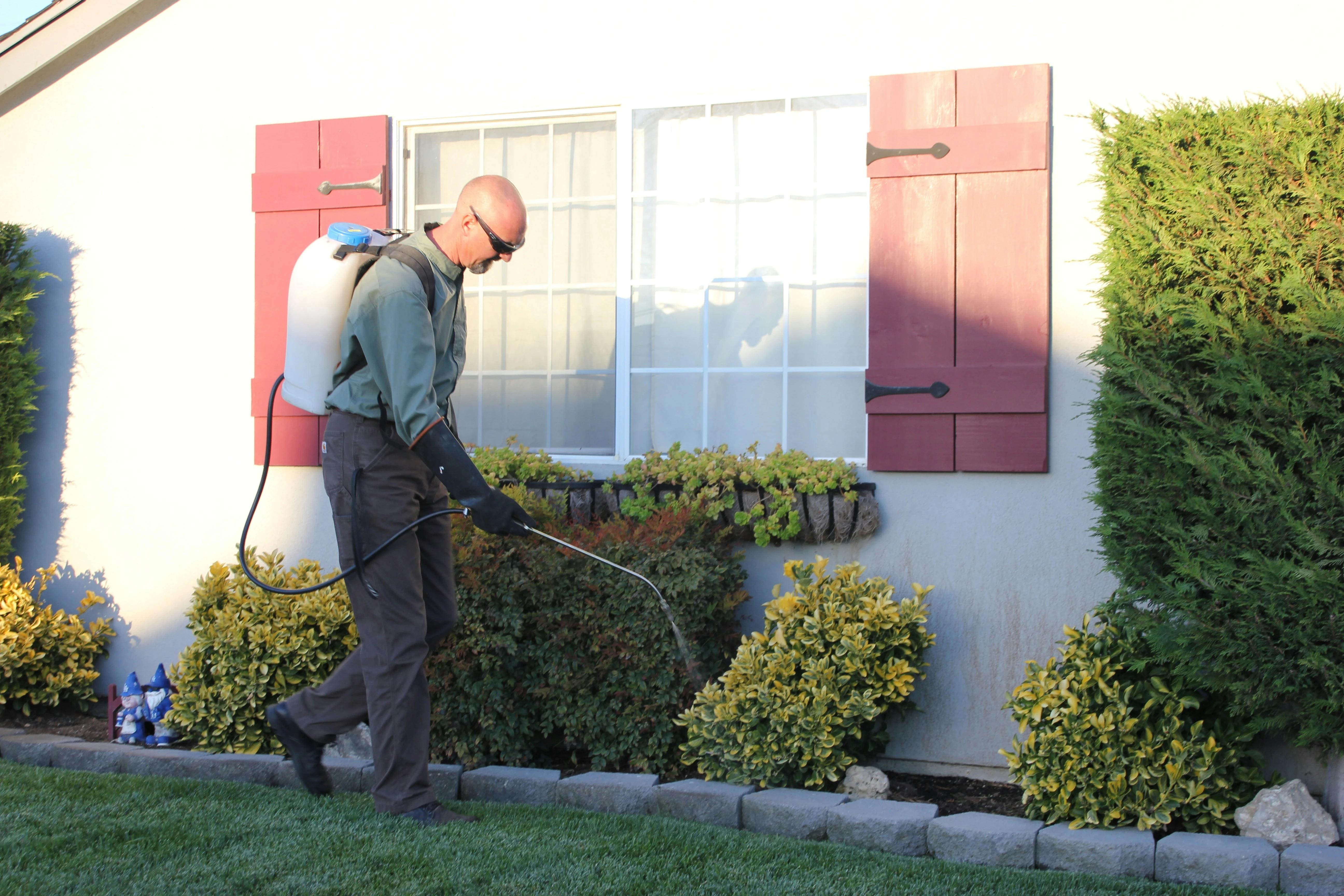 How to Get Rid of Ants in Your Southern California Home