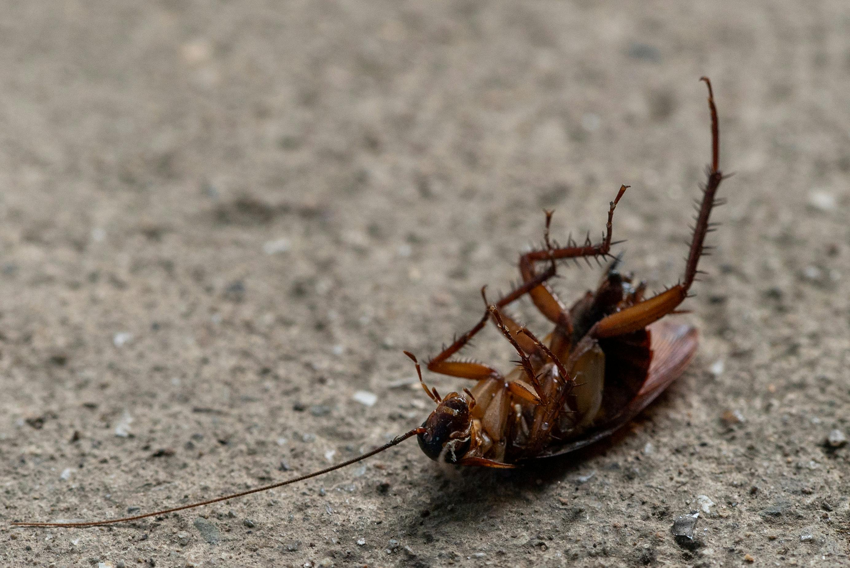 Are Cockroaches Dangerous? What SoCal Homeowners Should Know