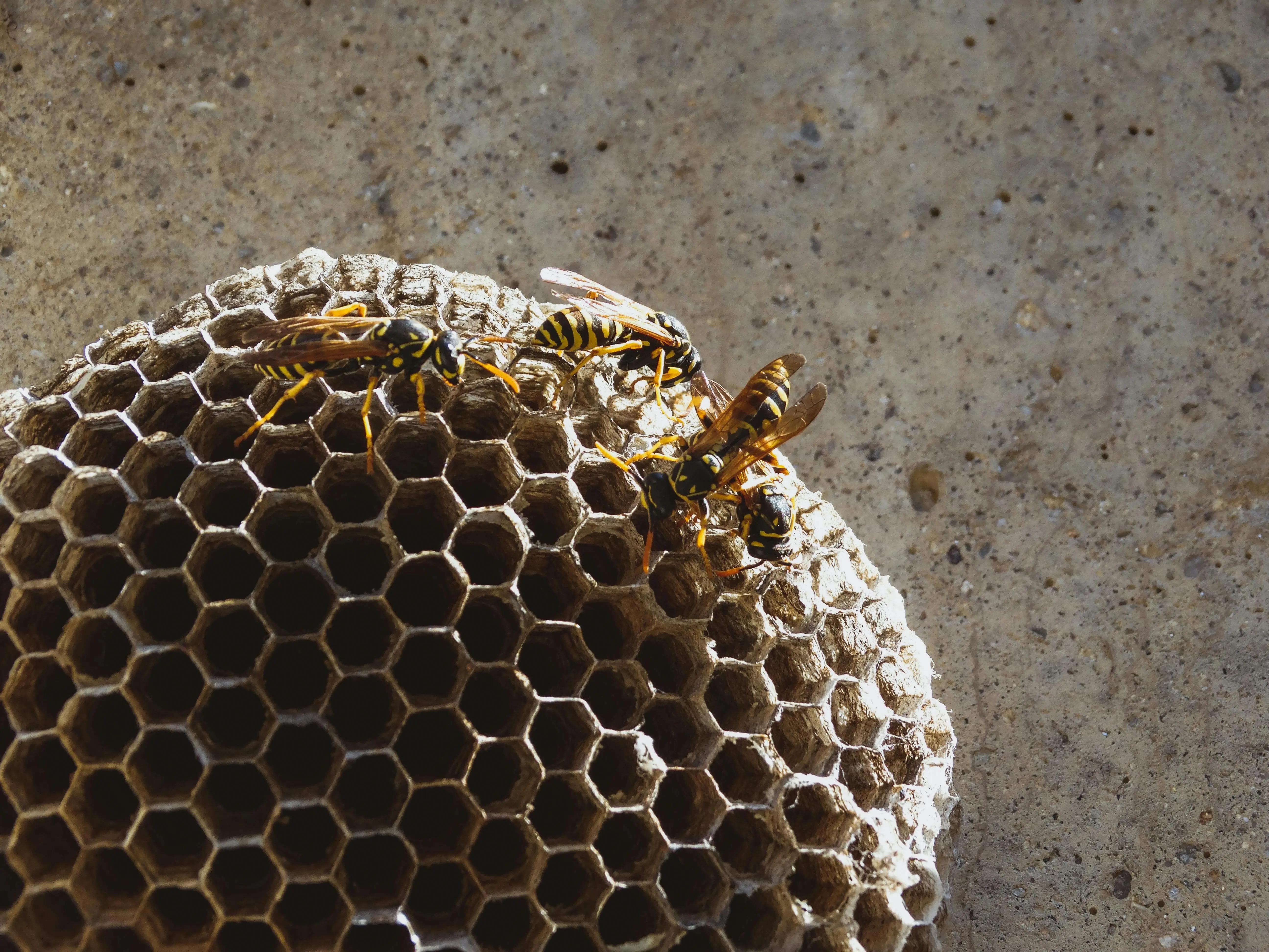 Common Pests in Orange County and How to Prevent Them