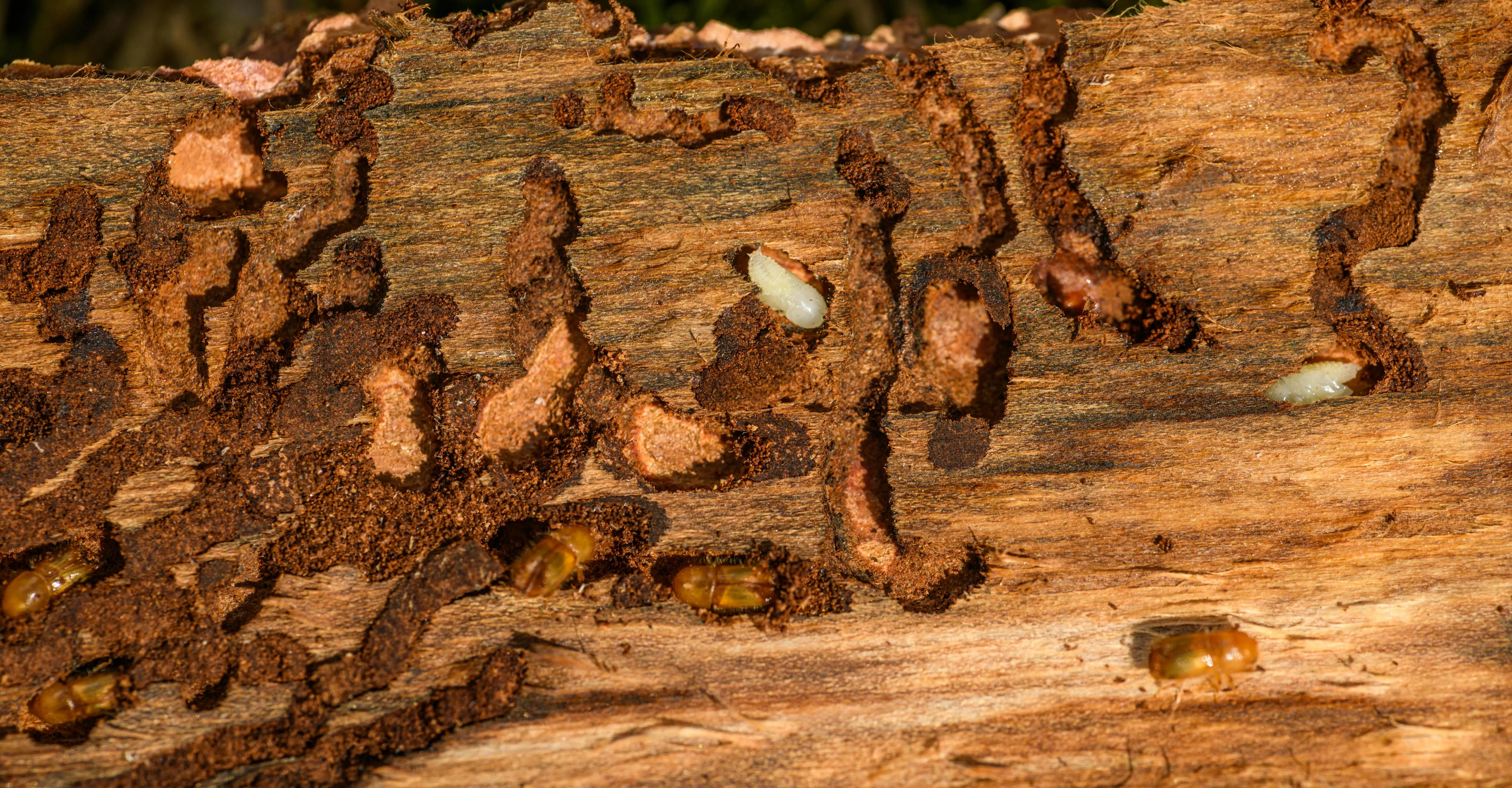 Signs of a Termite Infestation and What to Do