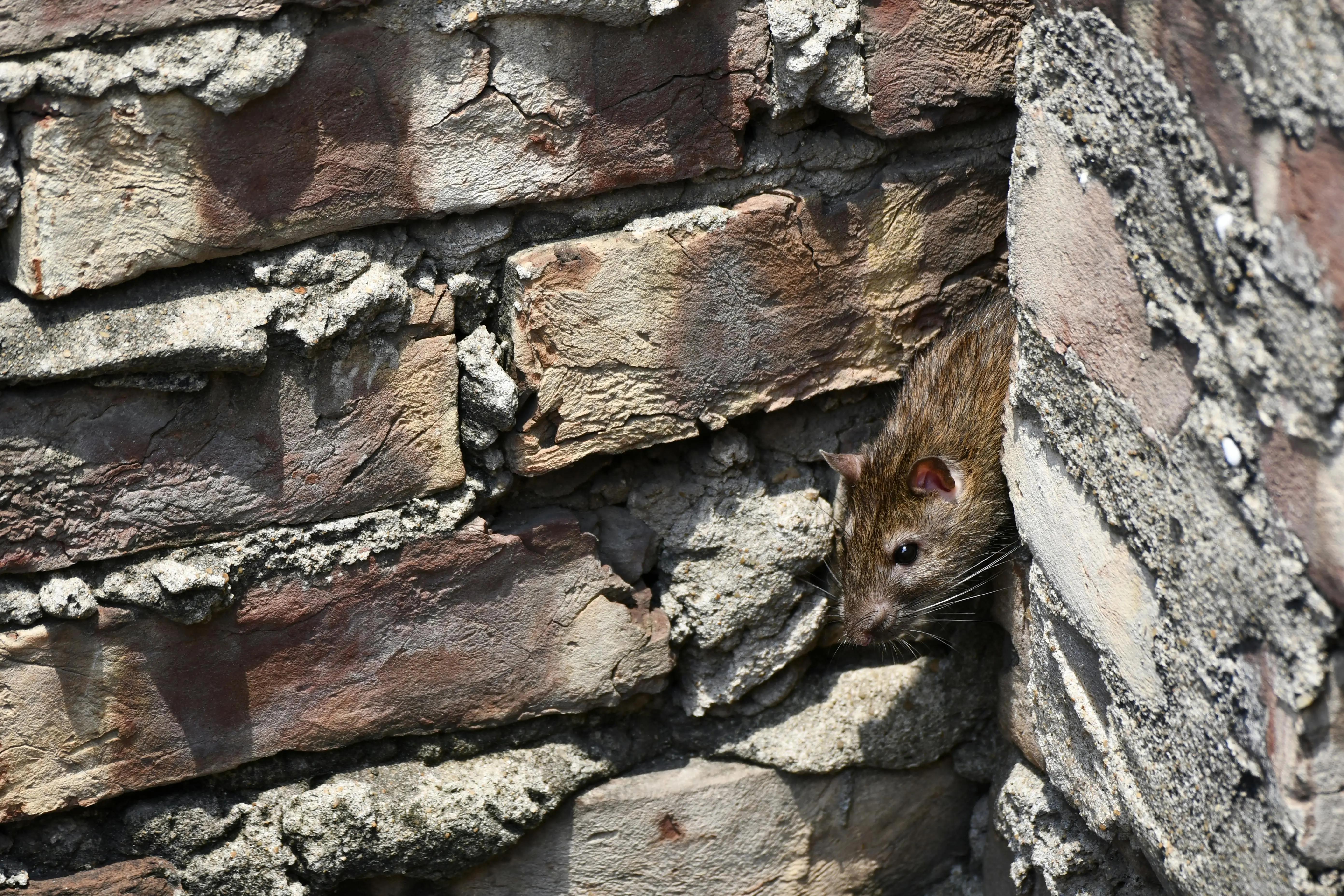 Roof Rats in the Attic? Here's How to Get Them Out