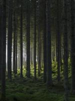 Woods Posters Grön bild 1