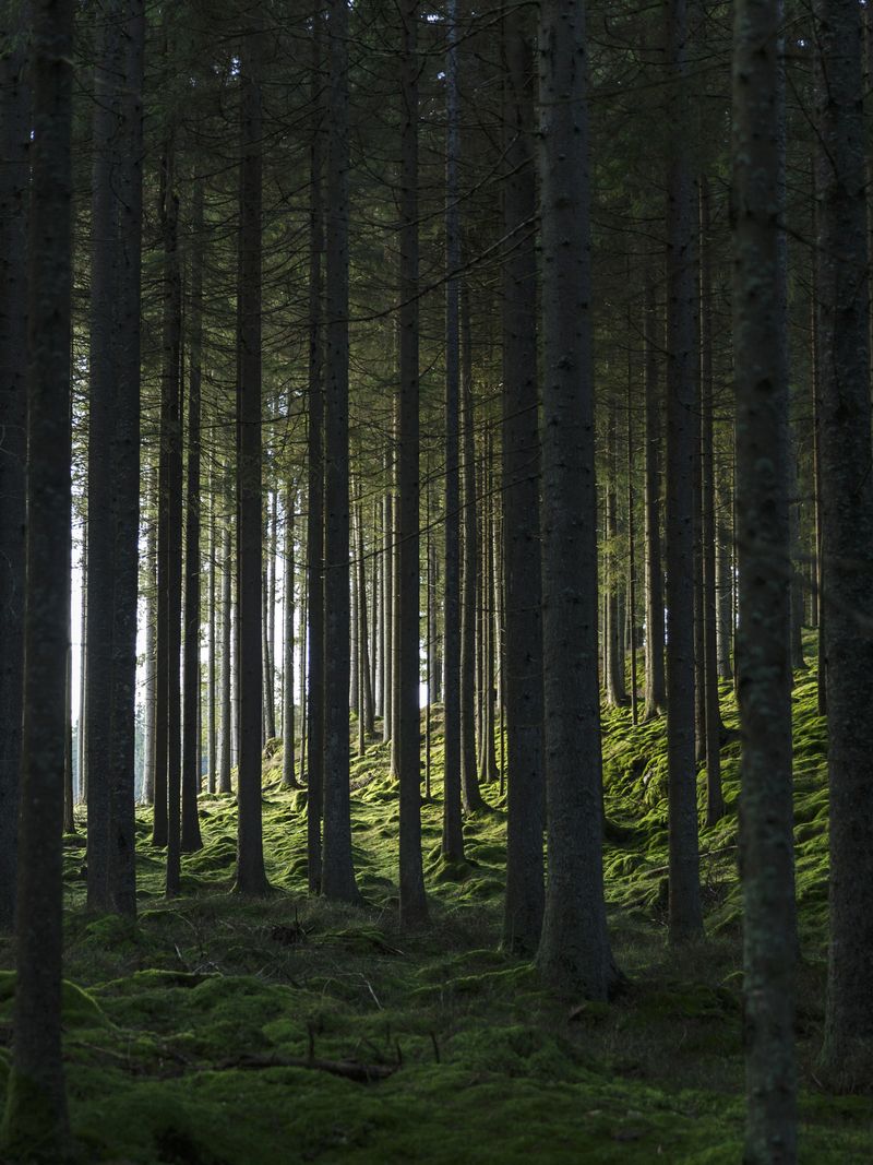 Woods Posters - Alternate view