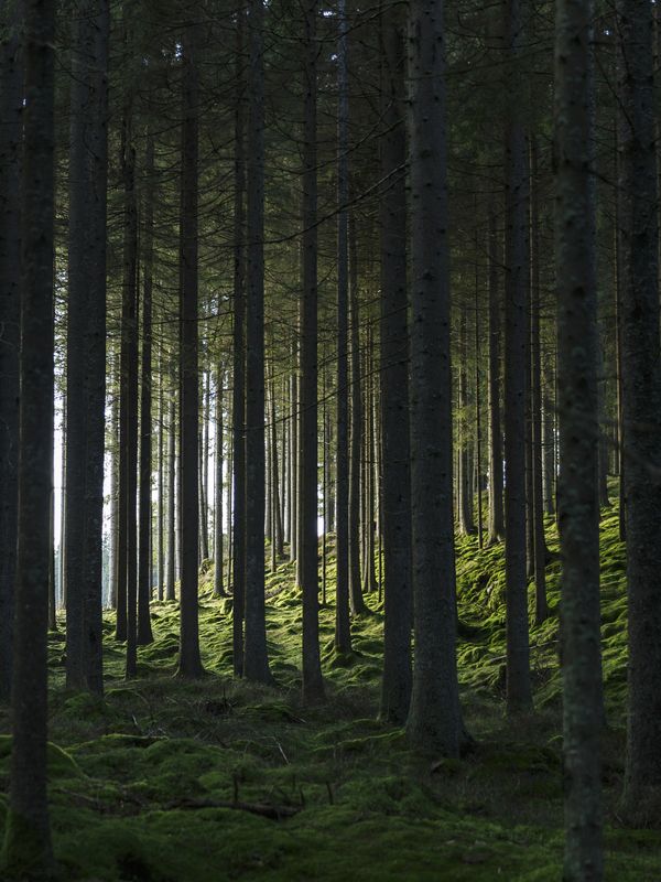 Woods Posters Grön — Hemvaruhuset