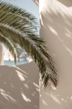 Palmleaf Posters Beige bild 1