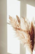 Pampas Posters Beige bild 1