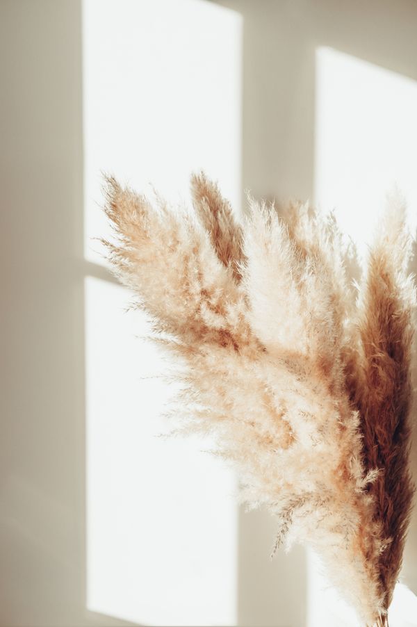 Pampas Posters Beige — Hemvaruhuset