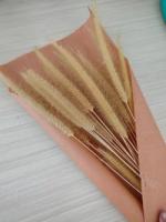 Dry flowers Posters Beige bild 1