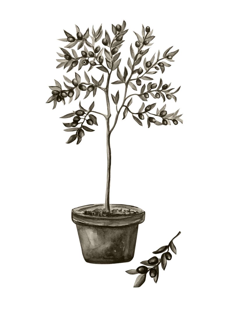 Olive Posters - Alternate view