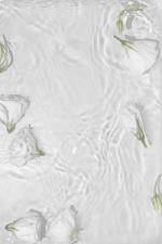 White Roses Posters Vit bild 1