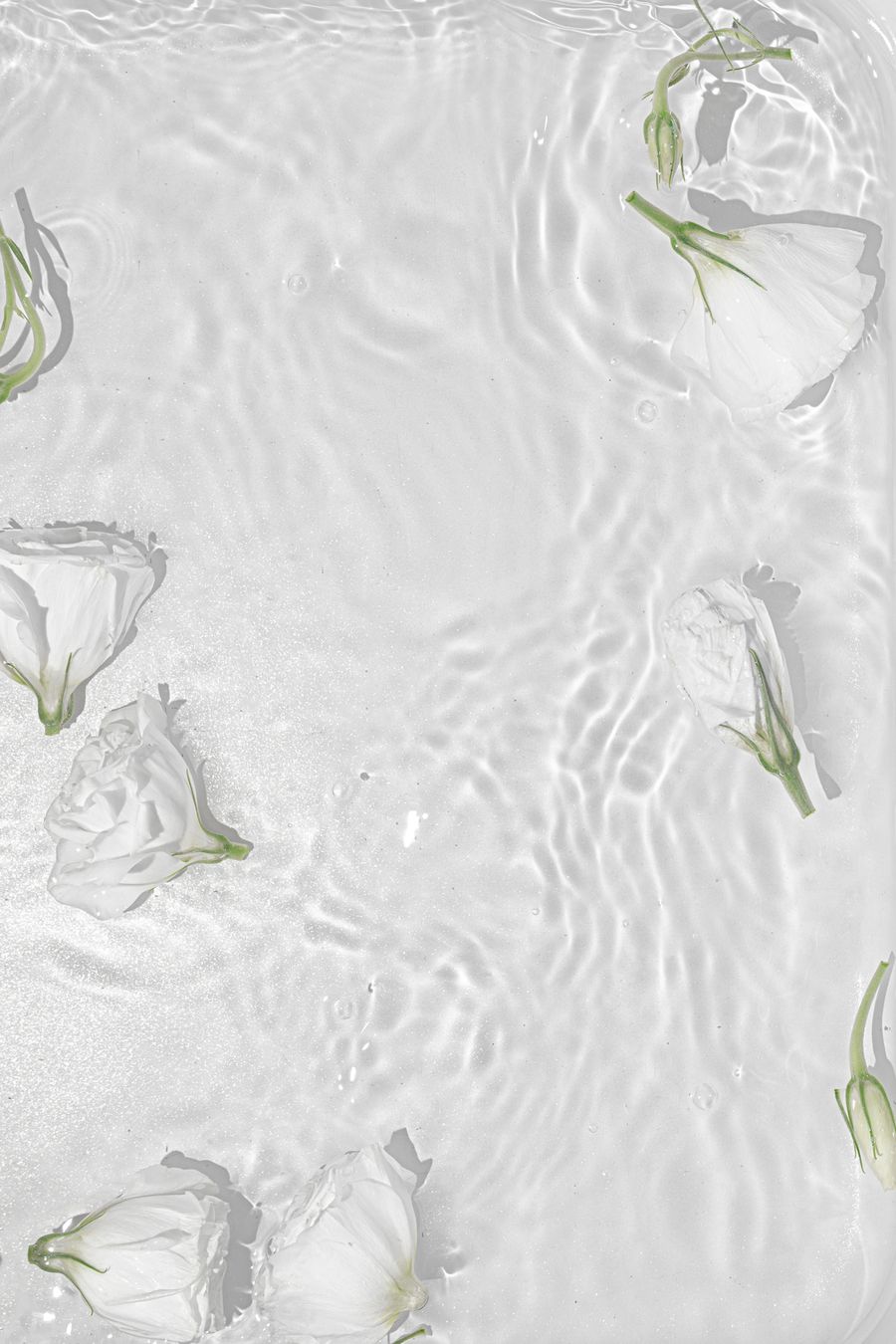 White Roses Posters Vit