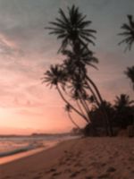 Summer Posters Rosa bild 1