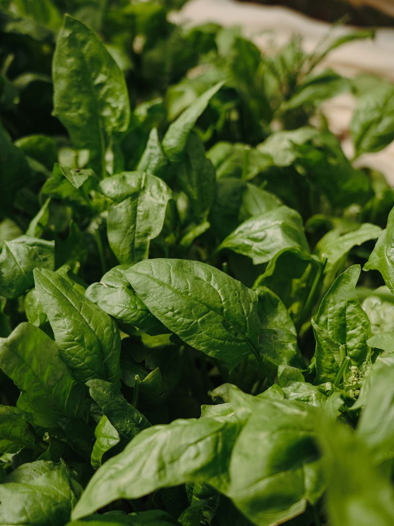 Gree leaf Posters - Alternate view