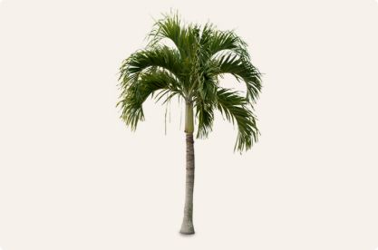 Palm tree on a white background 