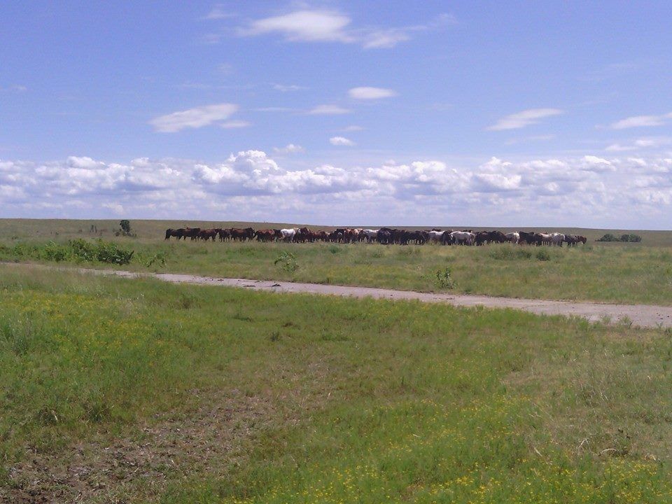 Cows Kansas