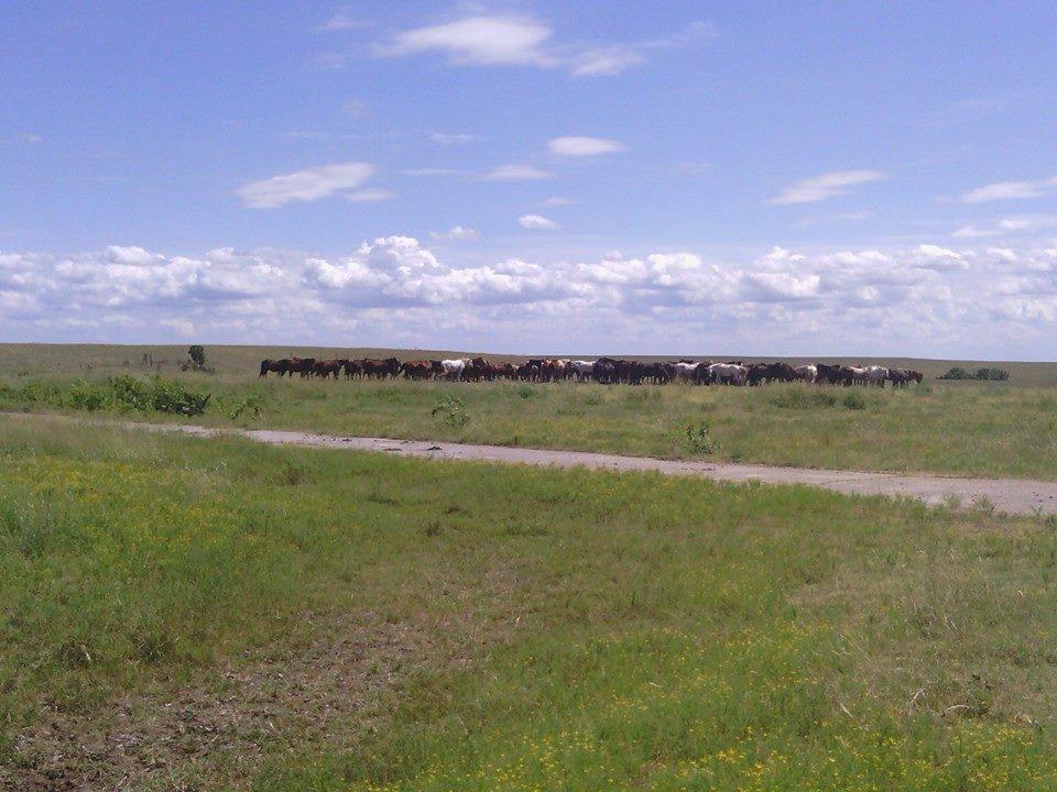 Cows Kansas