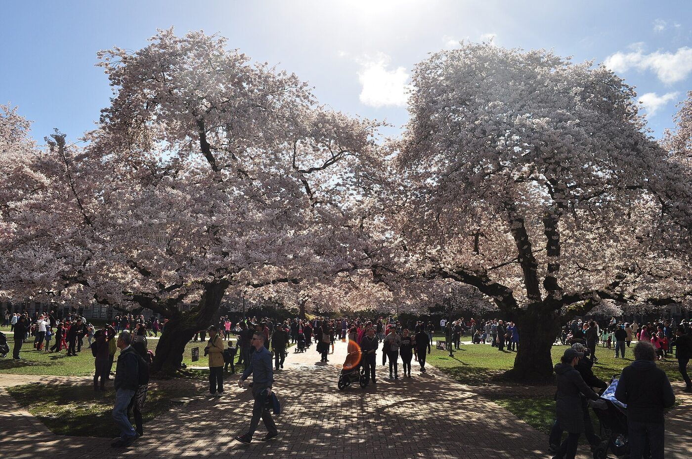 University of Washington campus