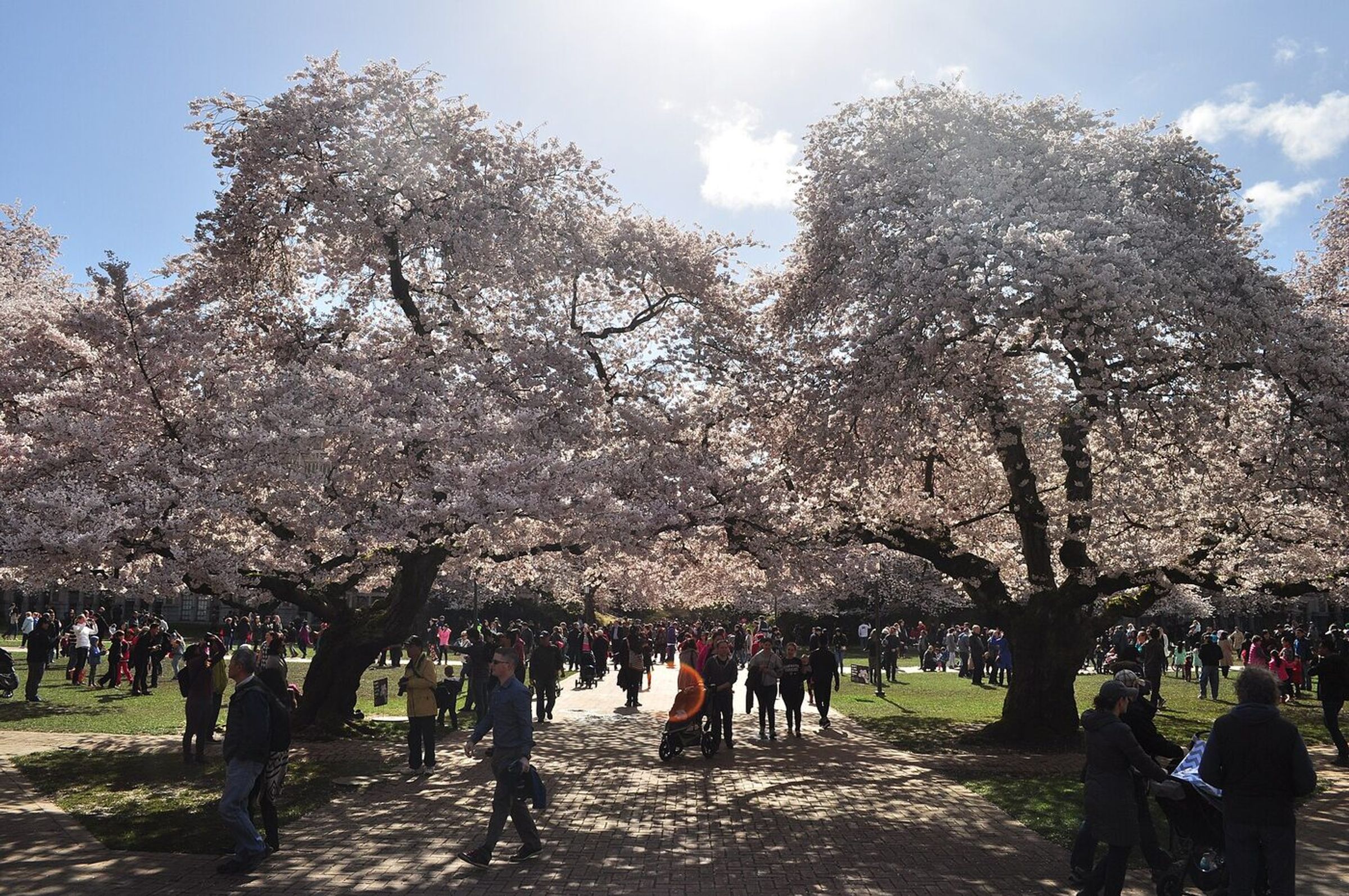 University of Washington campus