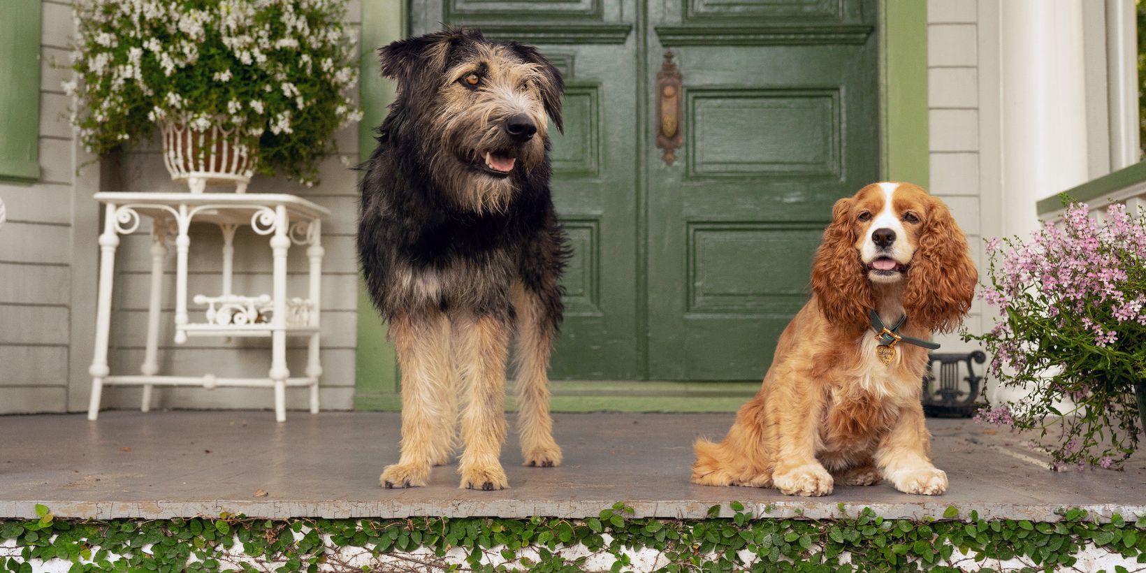 Lady og landstrykeren/Lady and the Tramp