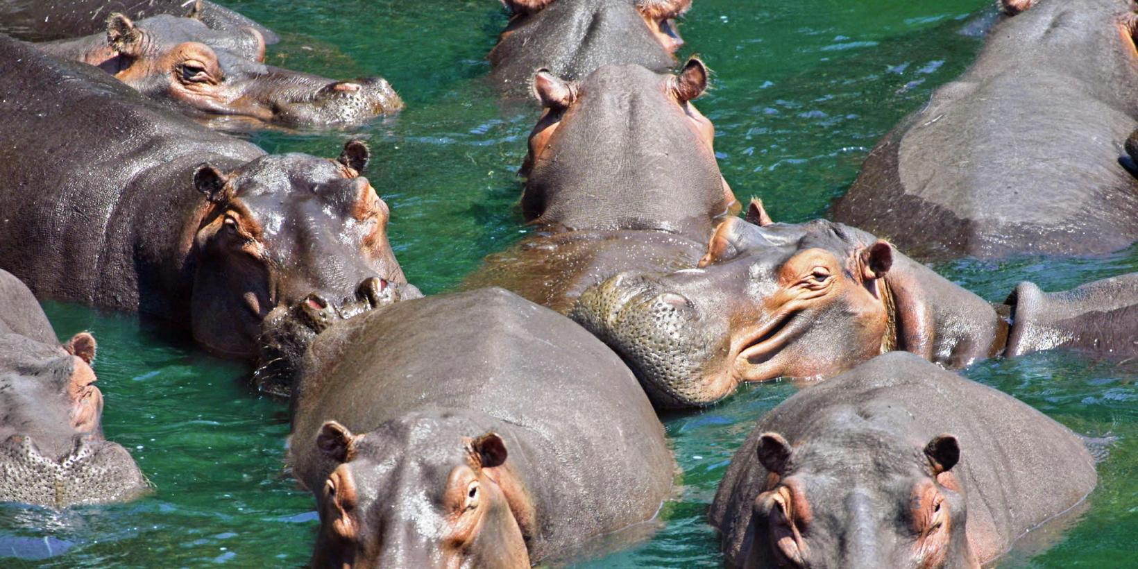 Cocaine Hippos (illustrasjonsbilde)