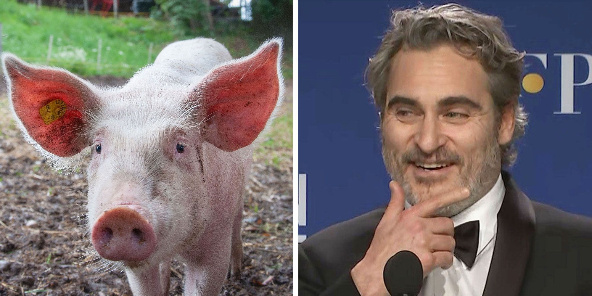 Gunda / Joaquin Phoenix