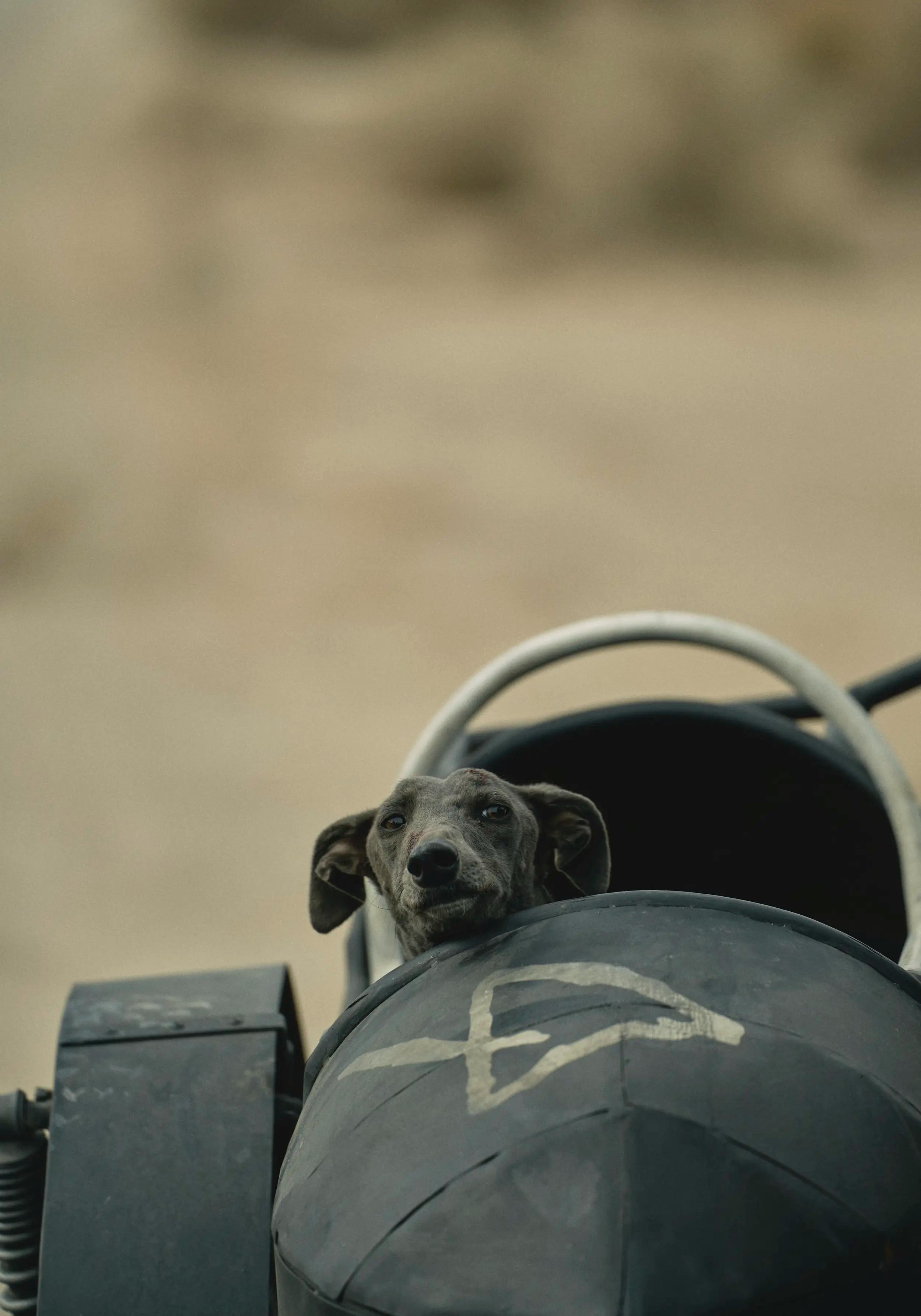 Bilde fra 'Black Dog'