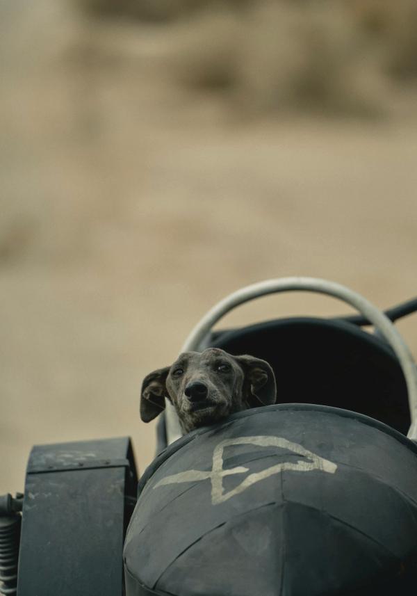 Bilde fra 'Black Dog'