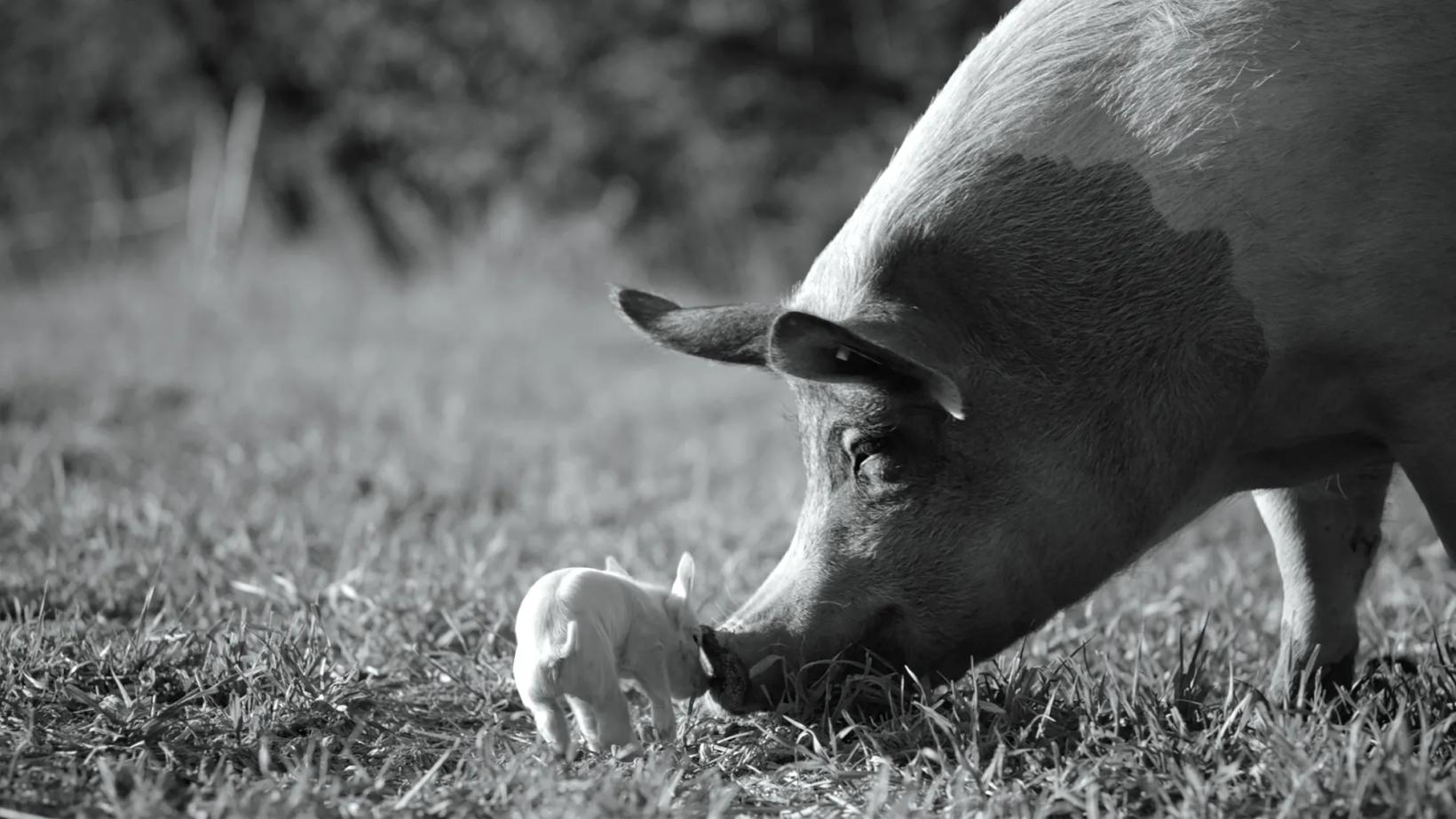 a baby cow and its mother grazing