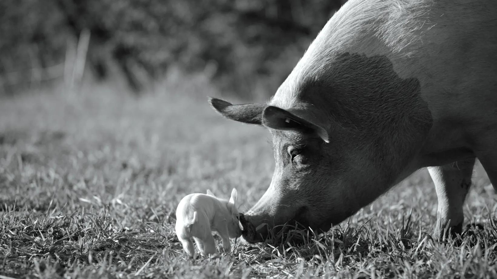 a baby cow and its mother grazing