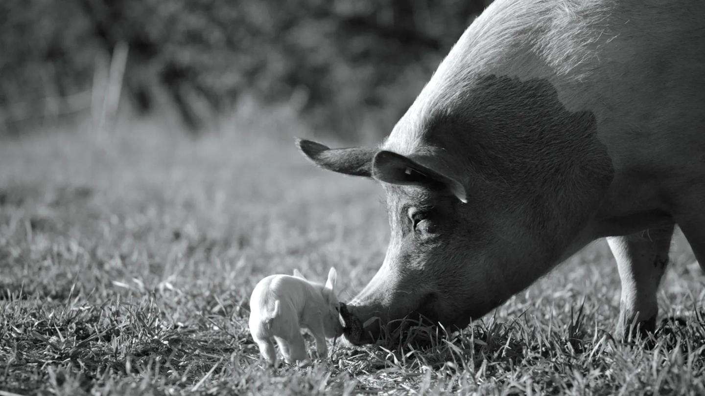 a baby cow and its mother grazing