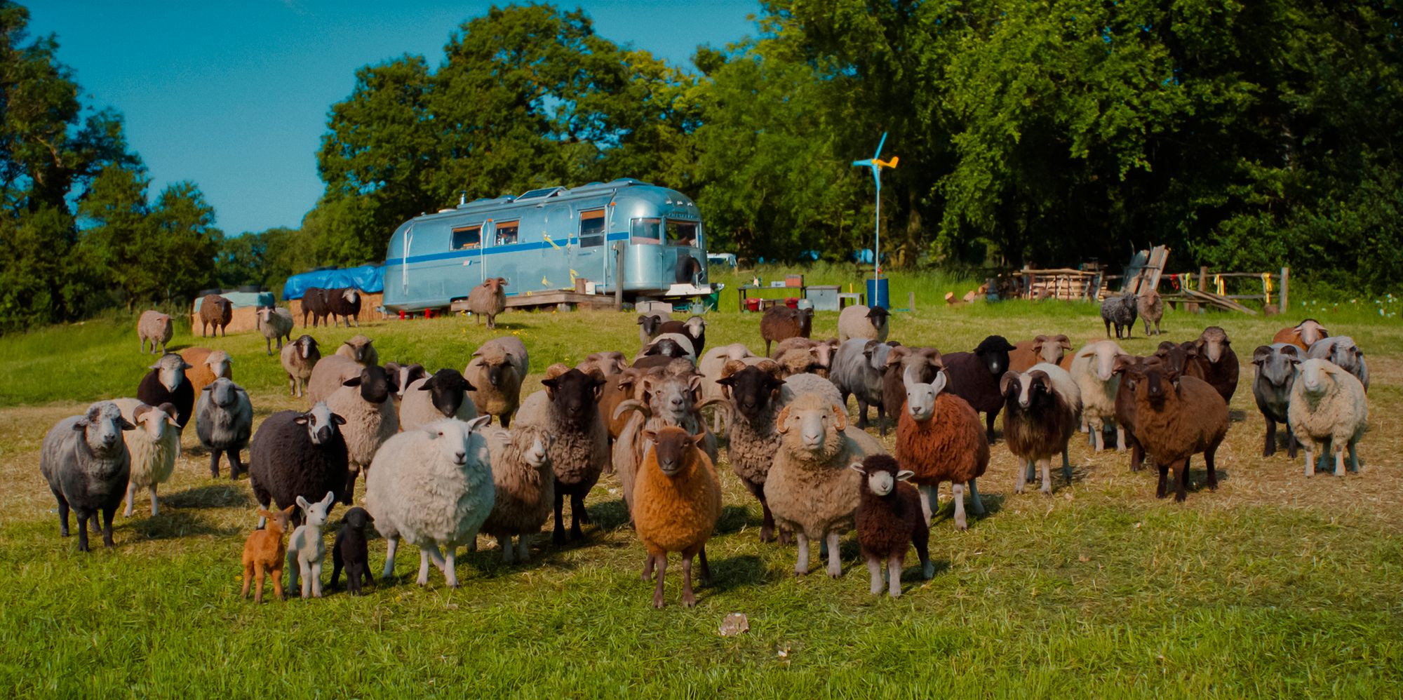 Bilde fra 'Sauedetektivene'