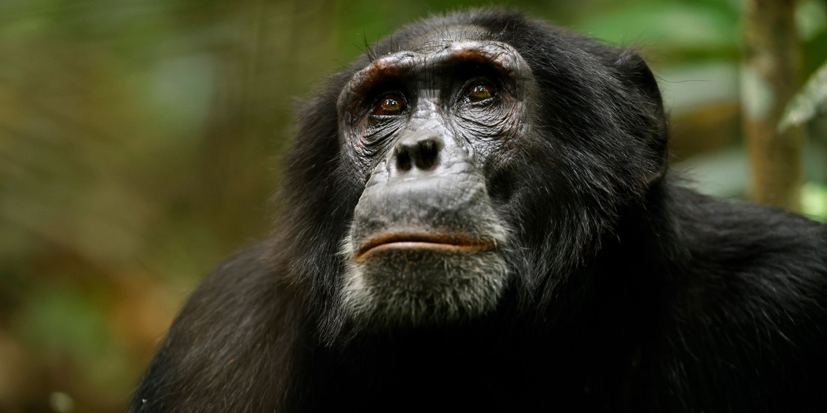 Chimp Empire