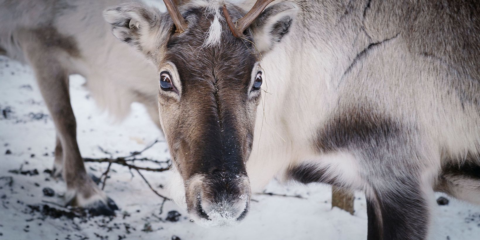 Stillbilde fra Same mot same