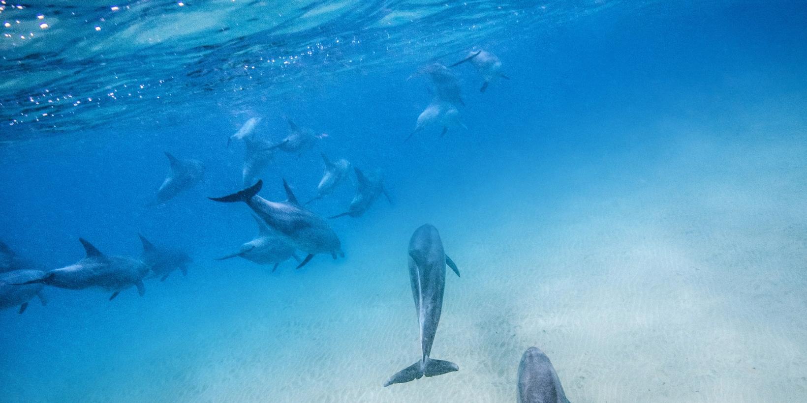 Delfinrevet