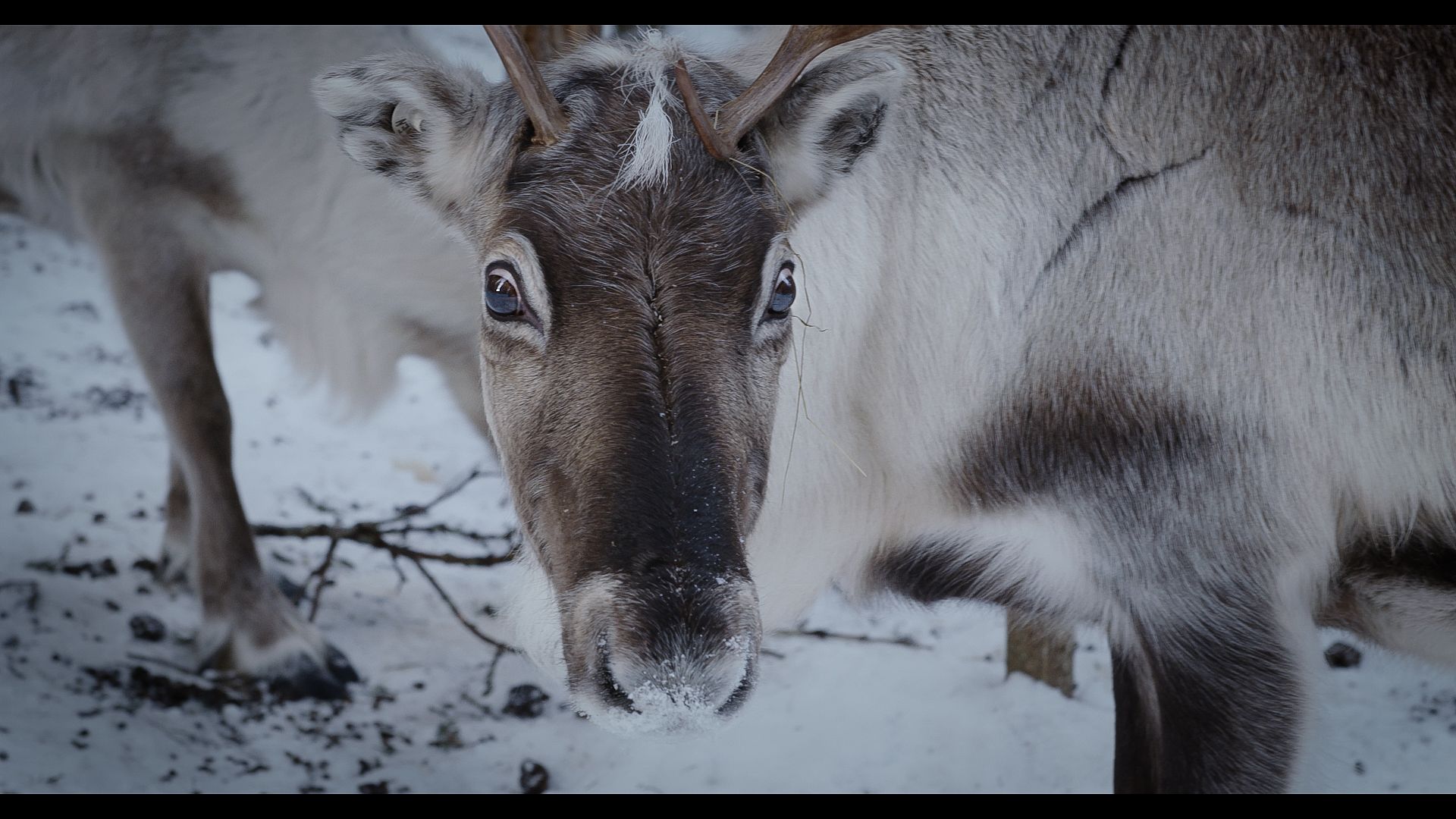 Bilde fra 'Same mot Same'