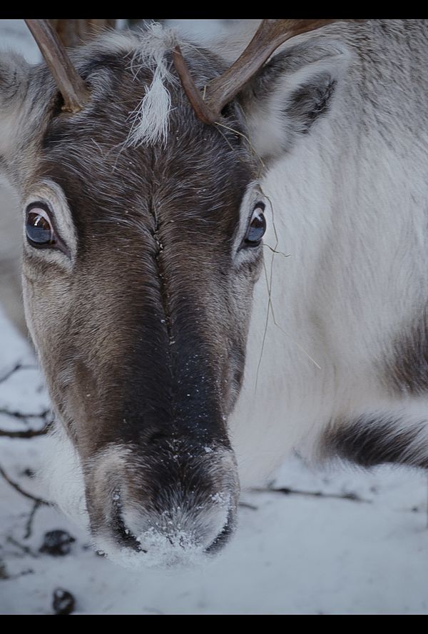 Bilde fra 'Same mot Same'