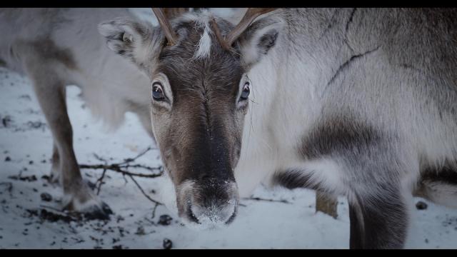 Bilde fra 'Same mot Same'