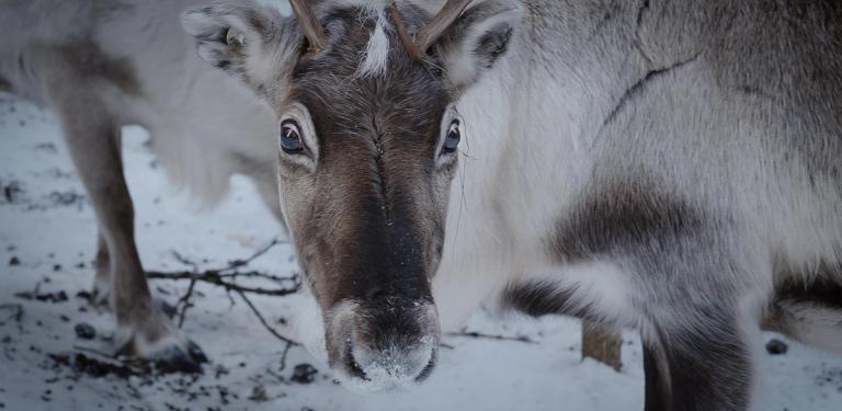 Bilde fra 'Same mot Same'