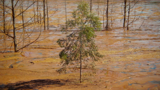 a tree in a swamp