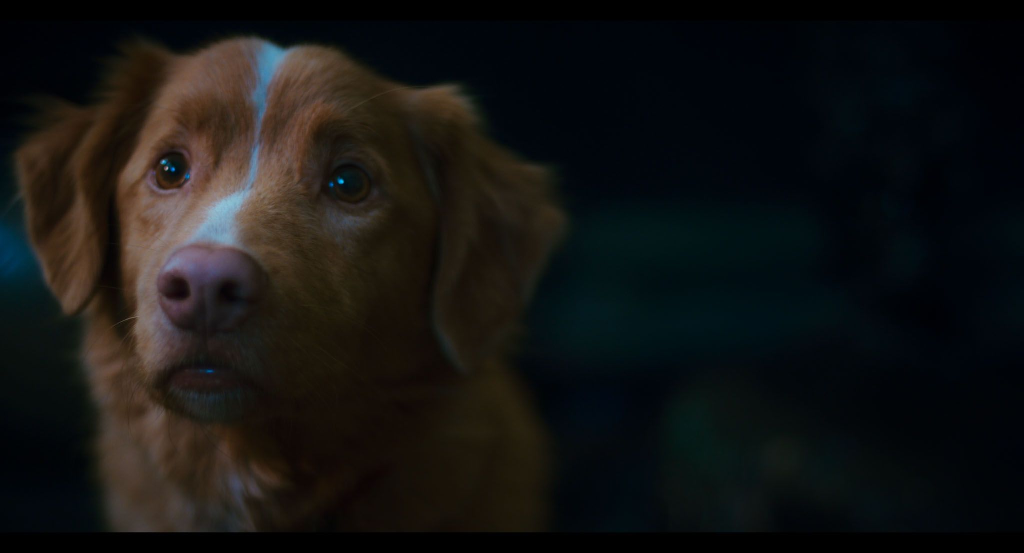 Bilde fra 'Good Boy'