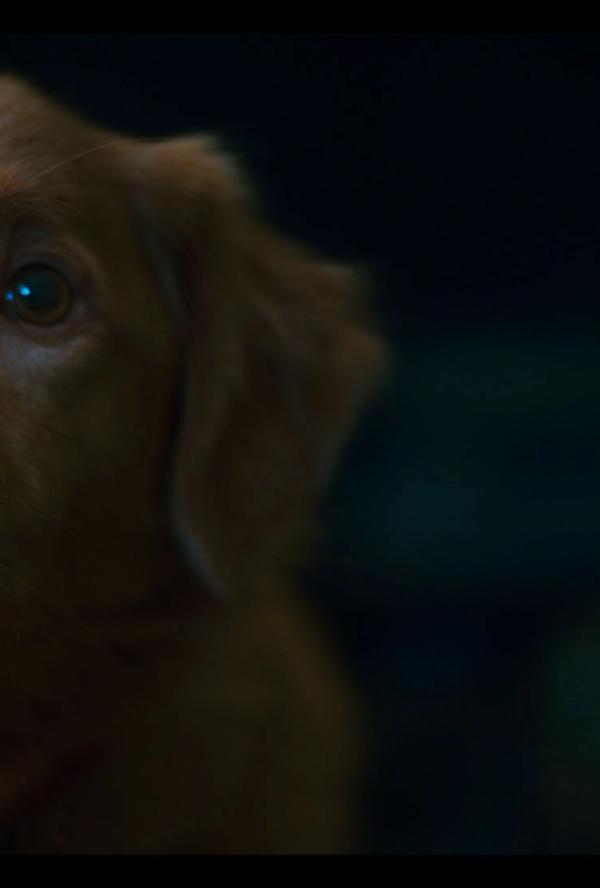 Bilde fra 'Good Boy'
