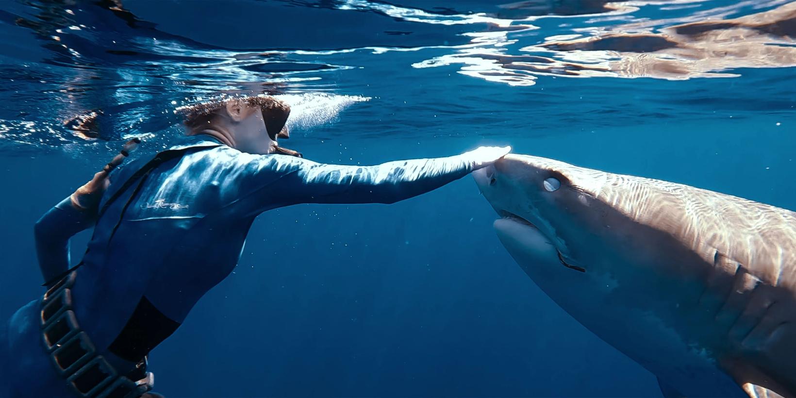 Stillbilde fra Haihviskeren/Shark Whisperer