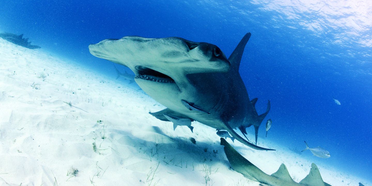 Stillbilde fra OceanXplorers