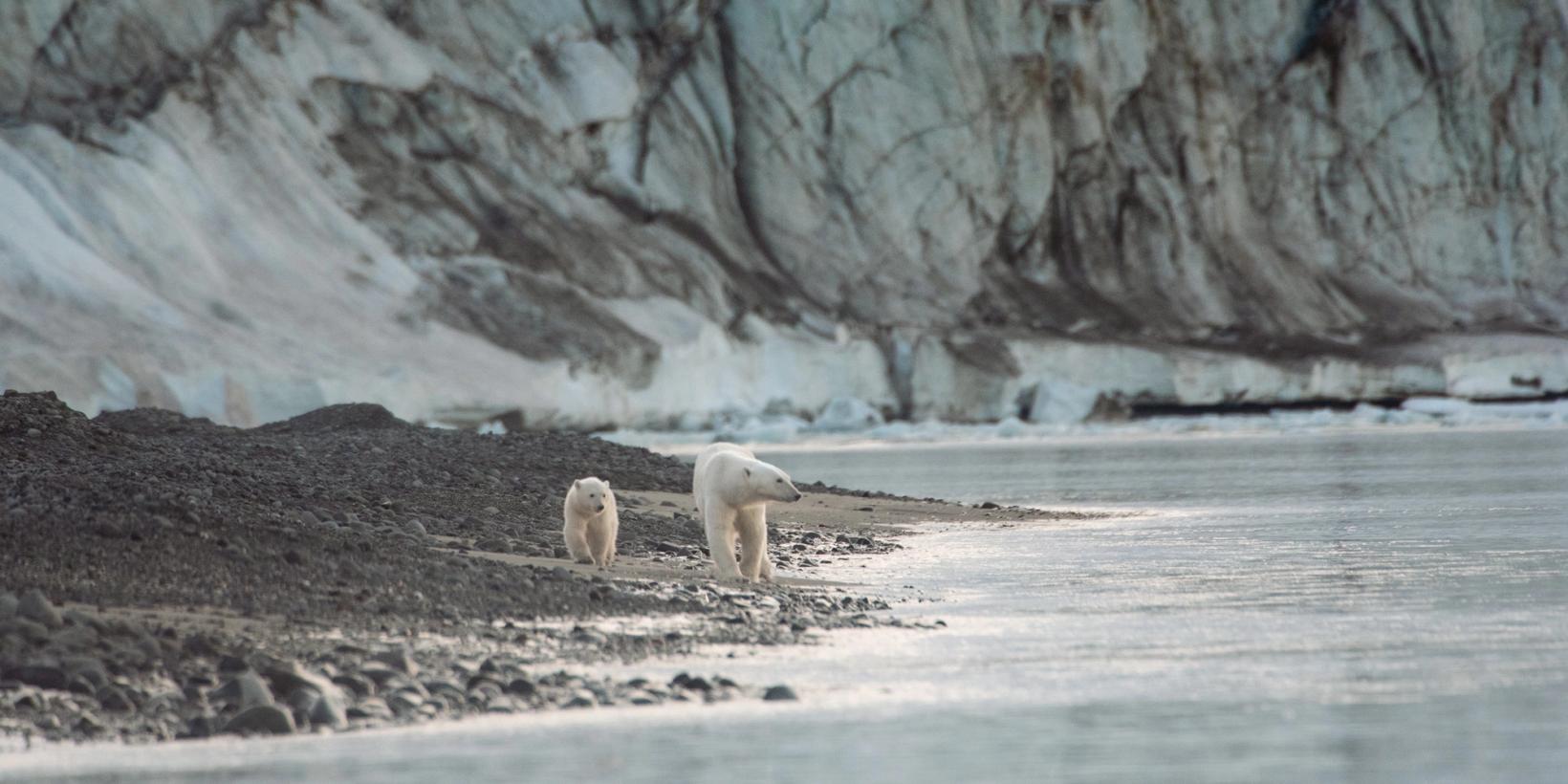 Isbjørnen/Disneynature: Polar Bear
