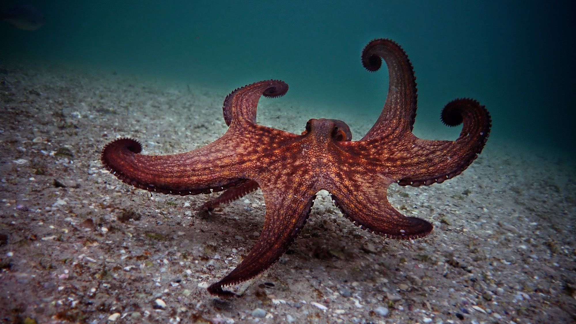 My Octopus Teacher