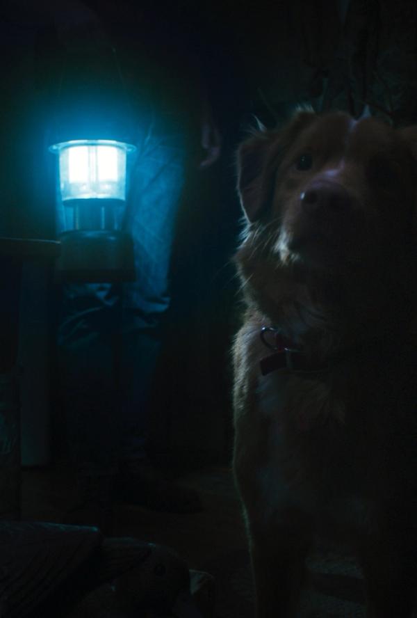 Bilde fra 'Good Boy'