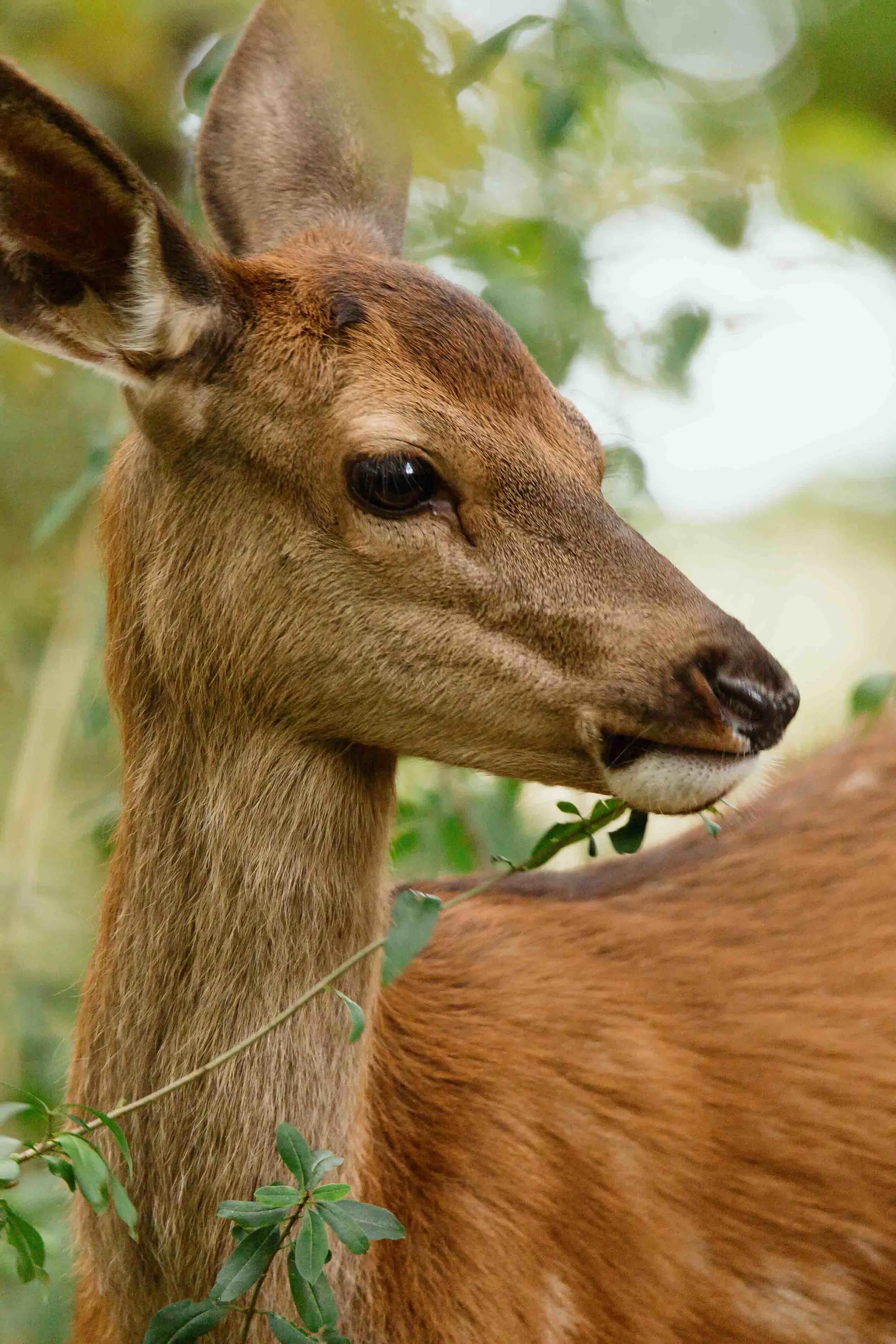 Bilde fra 'BAMBI - Et eventyr om livet i skogen'