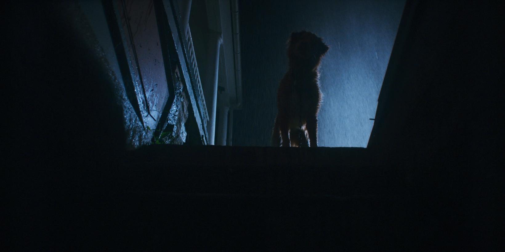 Bilde fra 'Good Boy'