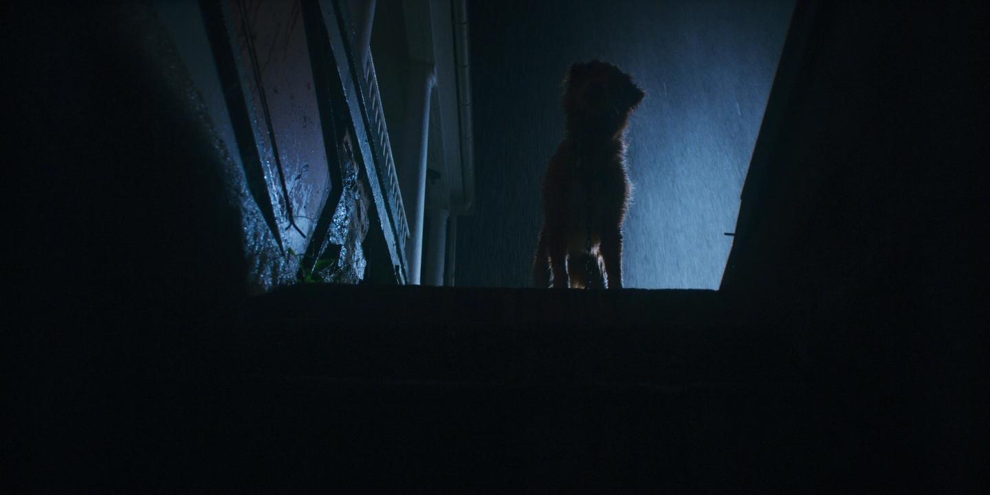 Bilde fra 'Good Boy'